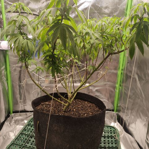 Royal Cookies  growlog timeline photo