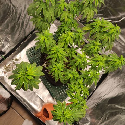 Royal Cookies  growlog timeline photo