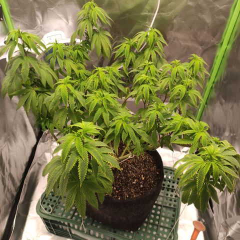 Royal Cookies  growlog timeline photo