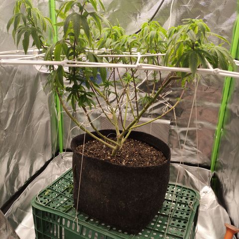 Royal Cookies  growlog timeline photo