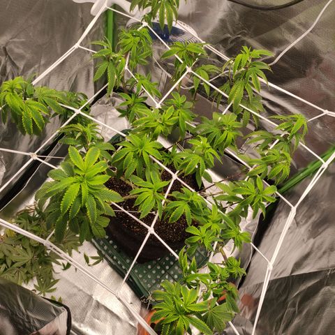 Royal Cookies  growlog timeline photo