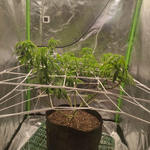Royal Cookies  growlog timeline photo
