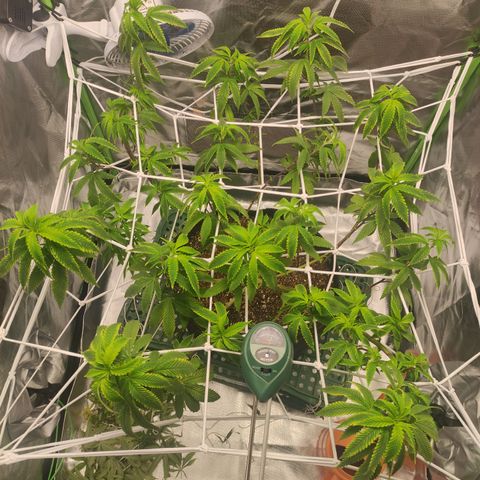 Royal Cookies  growlog timeline photo