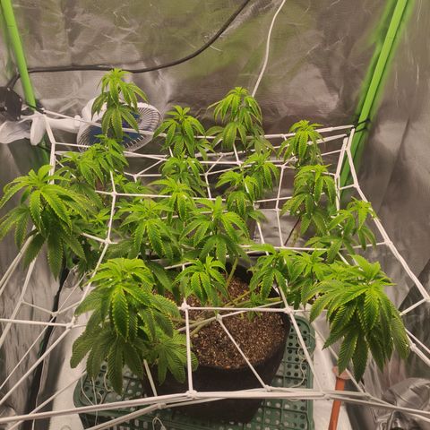 Royal Cookies  growlog timeline photo