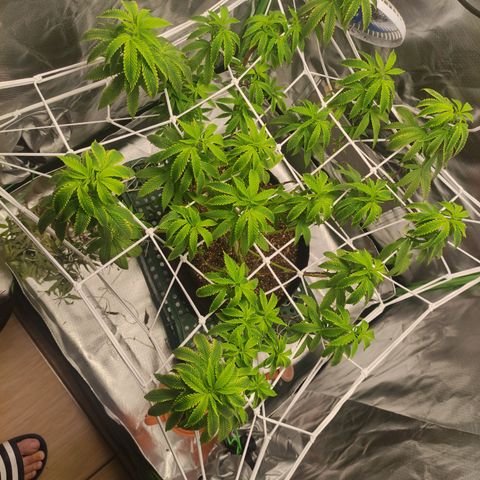 Royal Cookies  growlog timeline photo