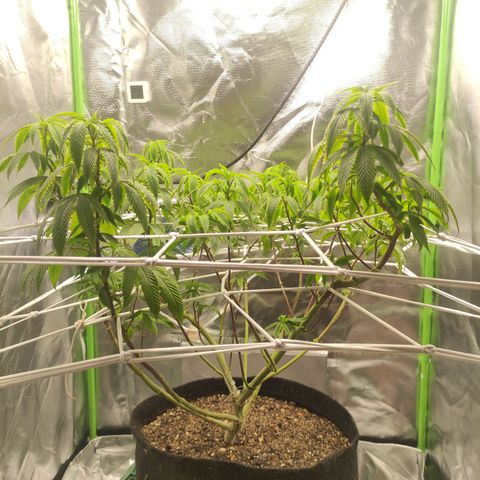 Royal Cookies  growlog timeline photo