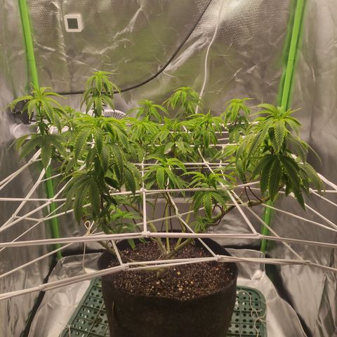 Royal Cookies  growlog timeline photo