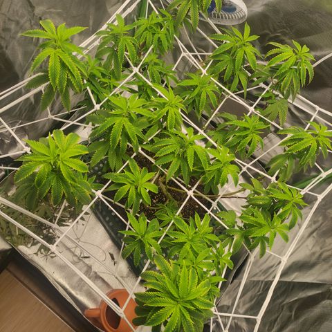 Royal Cookies  growlog timeline photo