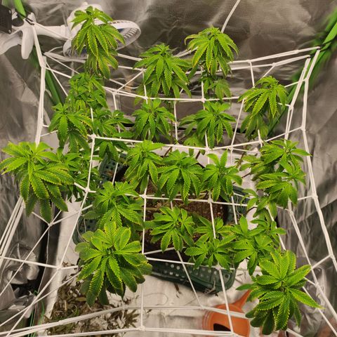 Royal Cookies  growlog timeline photo