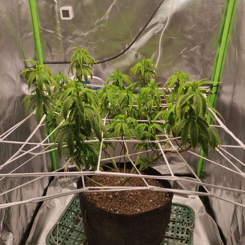 Royal Cookies  growlog timeline photo