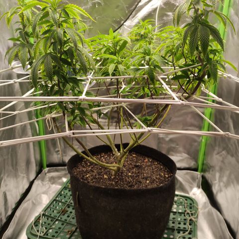 Royal Cookies  growlog timeline photo