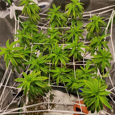Royal Cookies  growlog timeline photo