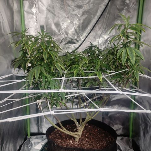Royal Cookies  growlog timeline photo
