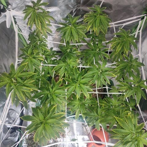 Royal Cookies  growlog timeline photo