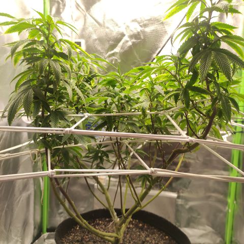 Royal Cookies  growlog timeline photo