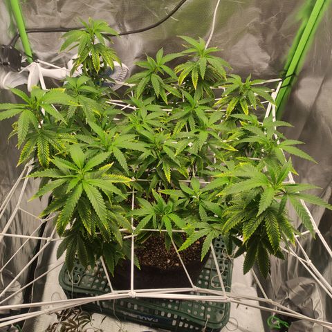 Royal Cookies  growlog timeline photo