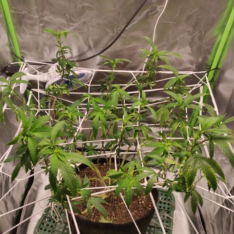 Royal Cookies  growlog timeline photo