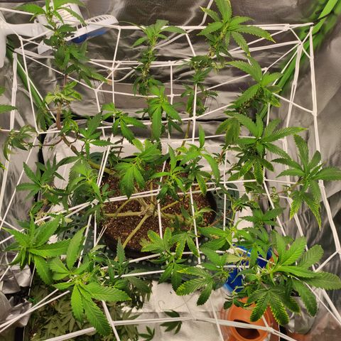 Royal Cookies  growlog timeline photo