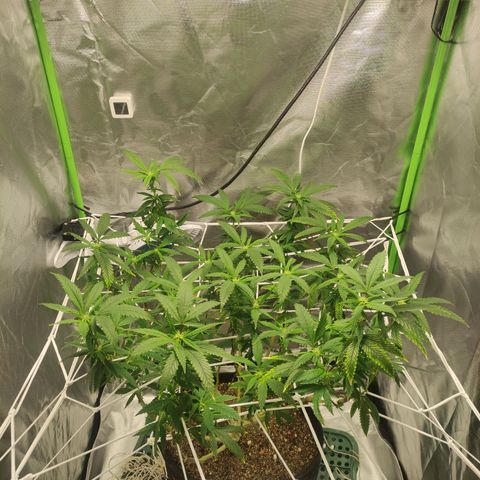 Royal Cookies  growlog timeline photo