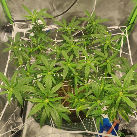 Royal Cookies  growlog timeline photo