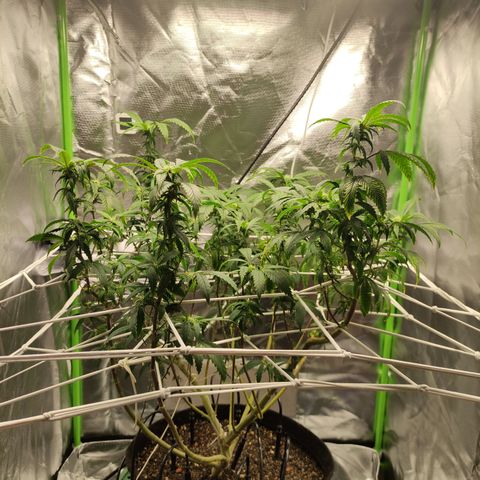 Royal Cookies  growlog timeline photo