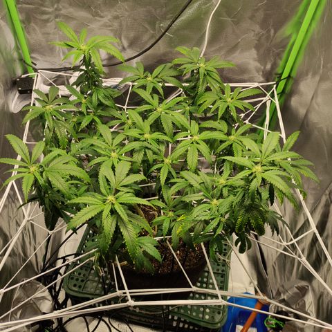 Royal Cookies  growlog timeline photo
