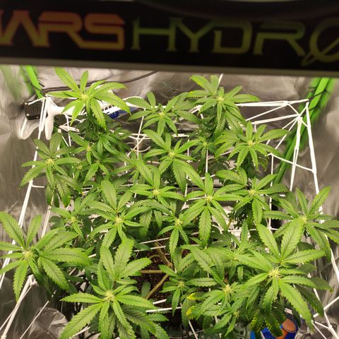 Royal Cookies  growlog timeline photo