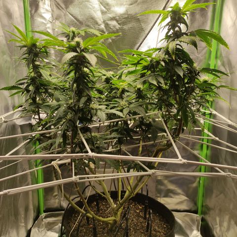 Royal Cookies  growlog timeline photo