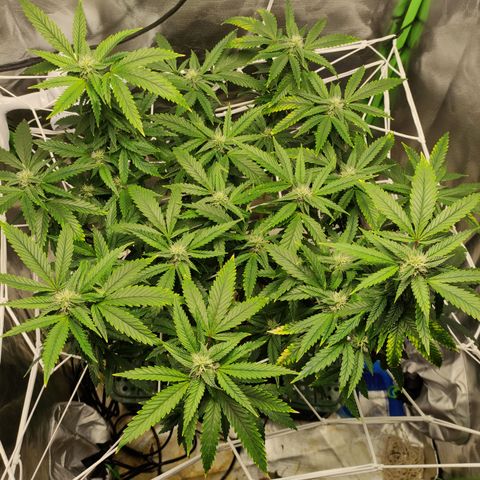 Royal Cookies  growlog timeline photo