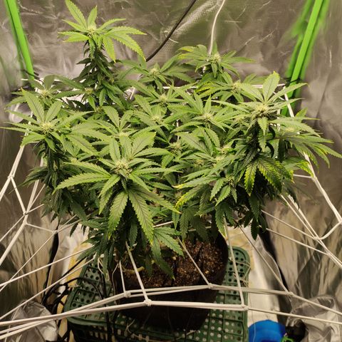 Royal Cookies  growlog timeline photo