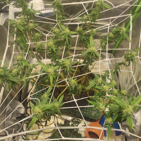 Royal Cookies  growlog timeline photo