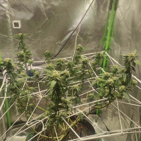 Royal Cookies  growlog timeline photo