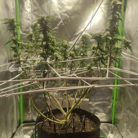 Royal Cookies  growlog timeline photo