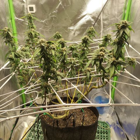Royal Cookies  growlog timeline photo