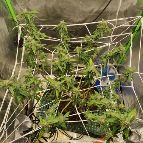 Royal Cookies  growlog timeline photo