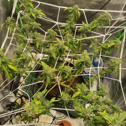 Royal Cookies  growlog timeline photo
