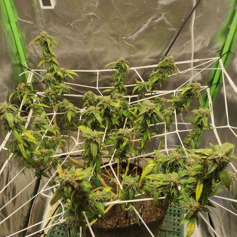 Royal Cookies  growlog timeline photo