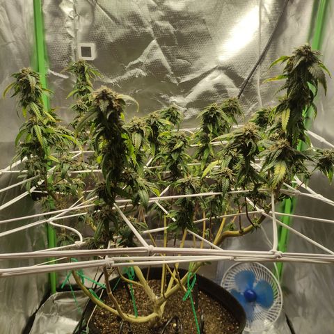 Royal Cookies  growlog timeline photo