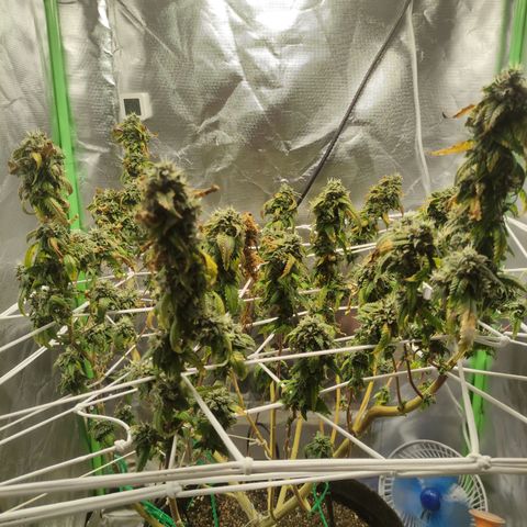 Royal Cookies  growlog timeline photo