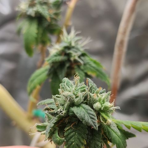 Royal Cookies  growlog timeline photo