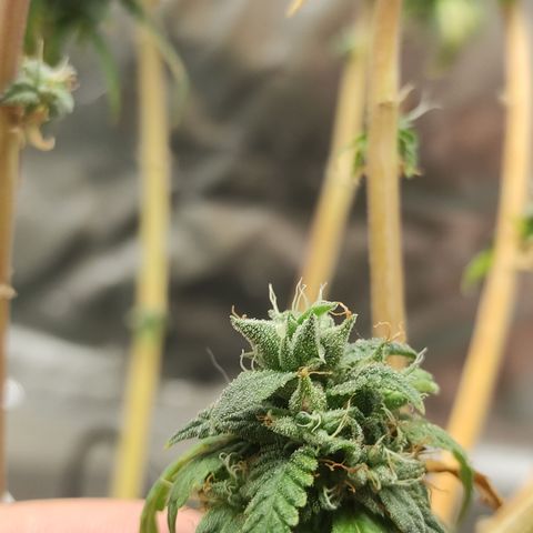 Royal Cookies  growlog timeline photo