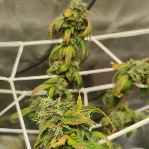 Royal Cookies  growlog timeline photo