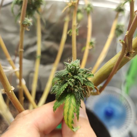 Royal Cookies  growlog timeline photo