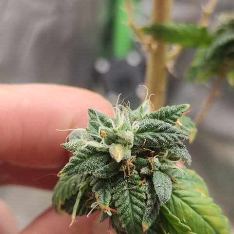 Royal Cookies  growlog timeline photo