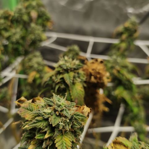 Royal Cookies  growlog timeline photo