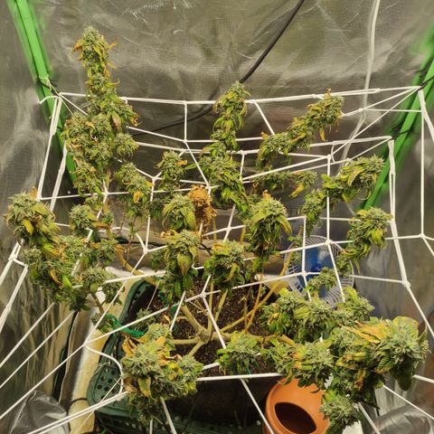 Royal Cookies  growlog timeline photo