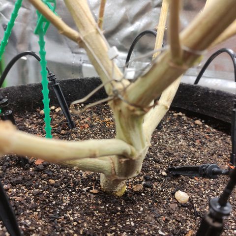 Royal Cookies  growlog timeline photo