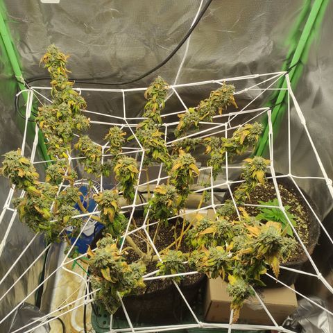 Royal Cookies  growlog timeline photo