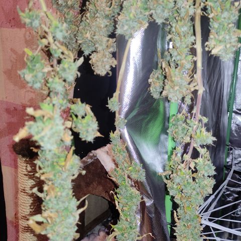 Royal Cookies  growlog timeline photo