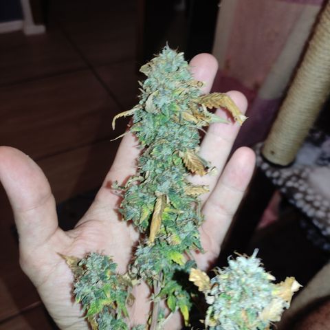 Royal Cookies  growlog timeline photo